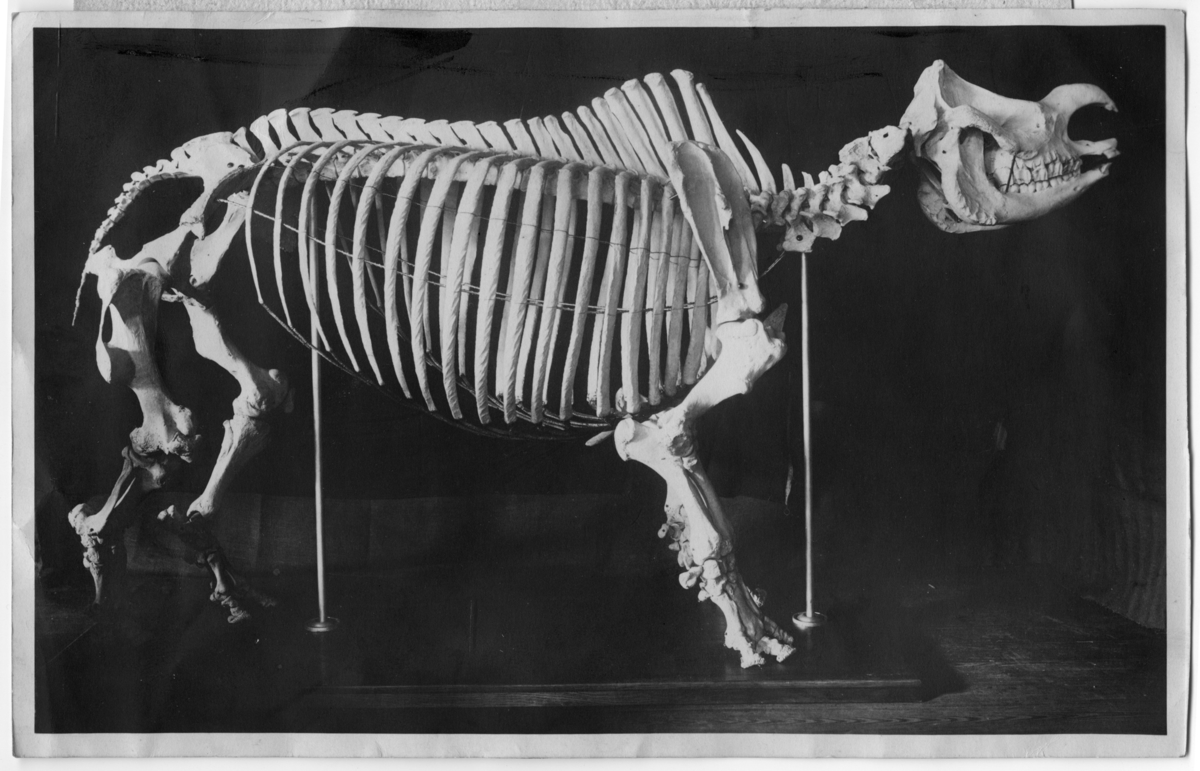 1 skelett av indisk noshörning.