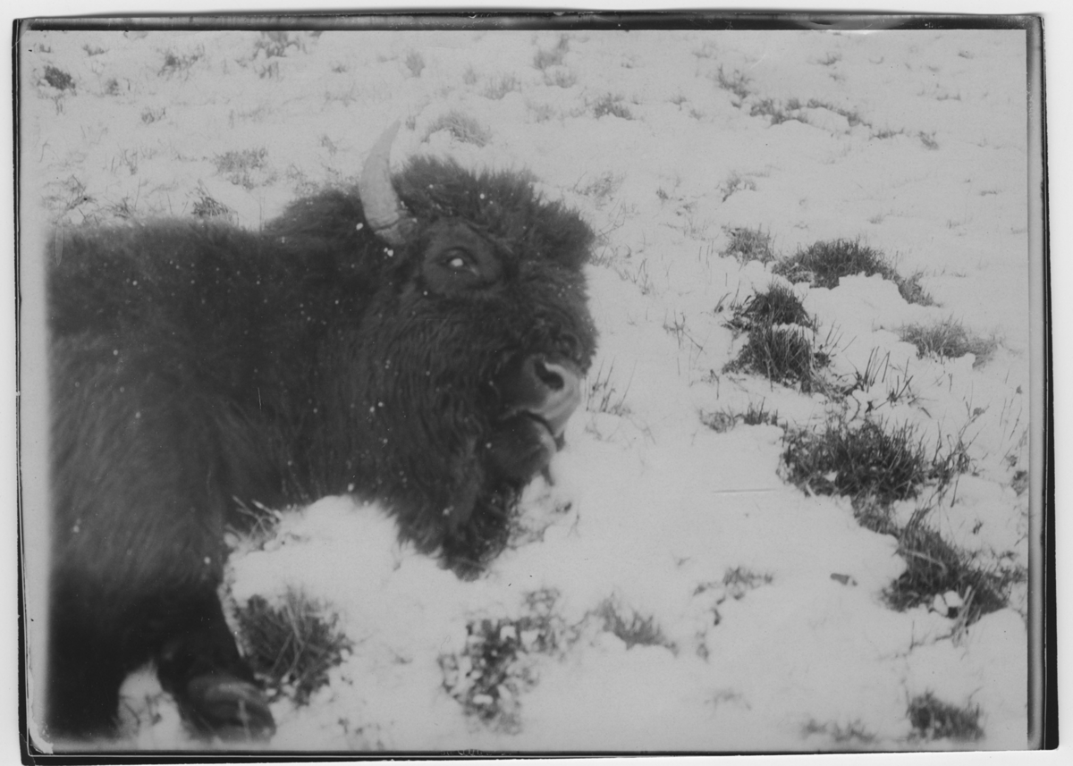 'Amerikansk bison, hane. Liggande skjuten på ängen. Huvudet. ::  :: Ingår i serie med fotonr. 780-785.'