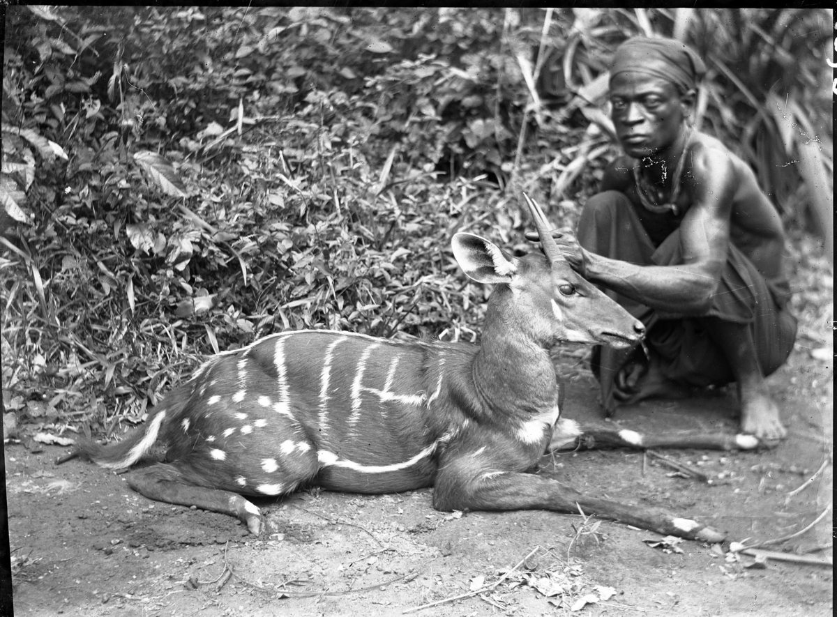 '1 man sittande på huk på marken, håller upp huvudet på en antilop, troligen död. ::  :: Ingår i serie med fotonr. 872-877.'