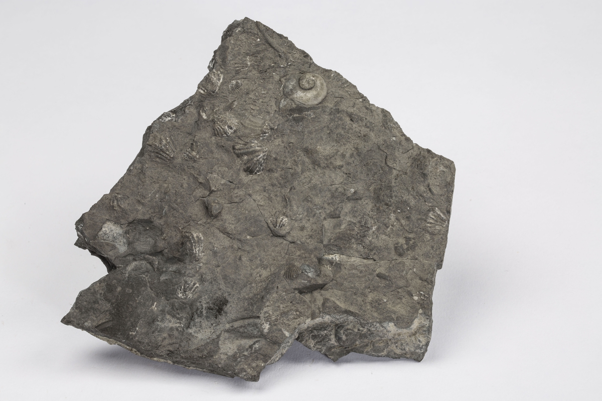 Fossil
BRACHIOPODER + UBESTEMT SNEGLEHUS