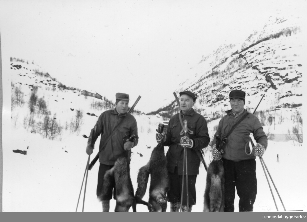 Dagens revefangst. Desse karane var spesialistar på å jakta på rev i nordbygda.
Frå venstre: Emil O. Vøllo, Trond Wøllo og Ola O. Vøllo.
Solhallet i bakgrunne