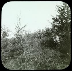 Skovsagen, Heibergs foredrag: Lærke og Furu, plantet 1893, f