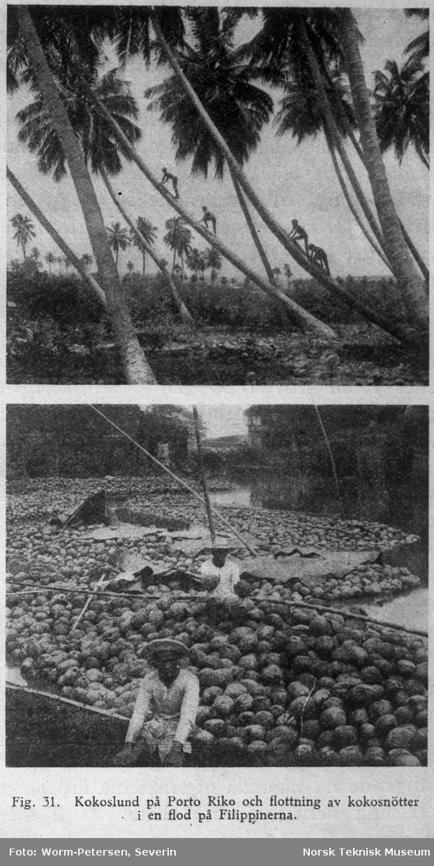 Kokoslund og fløting av kokosnøtter på en elv i Filippinene