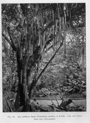 Plantegeografie. Hanna Resvoll-Holmsen 23/3 22.