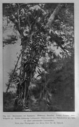 Plantegeografie. Hanna Resvoll-Holmsen 23/3 22.