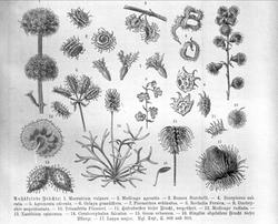 Plantens ernæring o.a. botan.