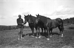 Mann med tre hester