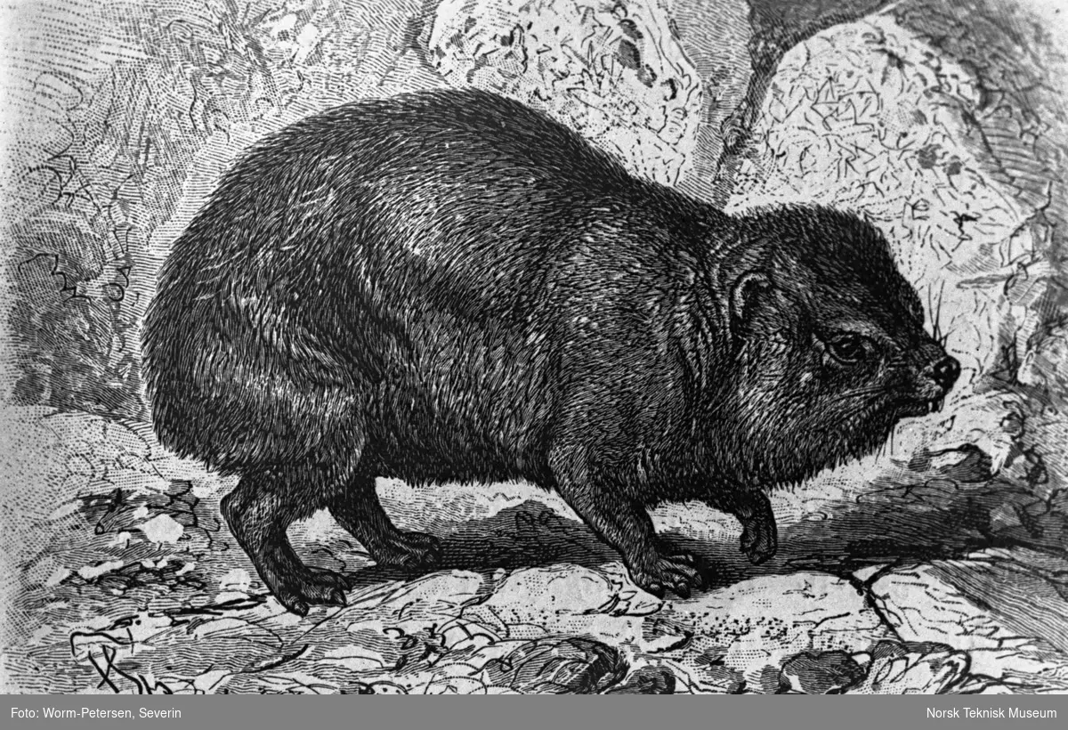 Hyrax habessinicus og indisk tapir (Tapirus indicus)