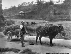 Frakting av risbunter til markedet, Japan.