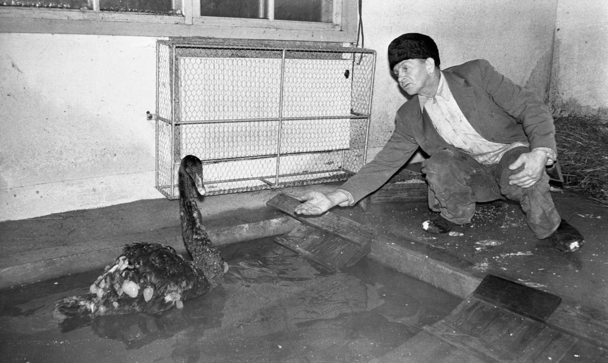 Orubricerat 5 februari 1966
.
En svart svan i en bassäng, inomhus.