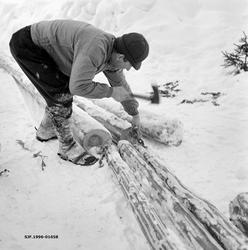 Reidar Solberg lager ei hankevending ved Lillerud i Vestre G