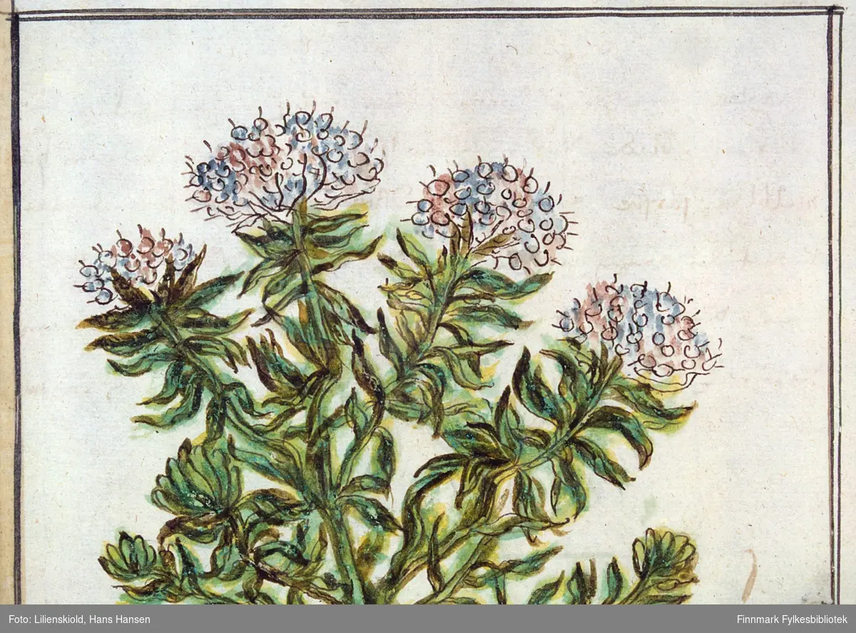 Illustrasjon til beskrivelse av planten Lilienskiold kaller Wilde-Rosmarin eller Finmarchens velrygendis pors - likner finnmarkspors, men er ikke sikkert artbestemt