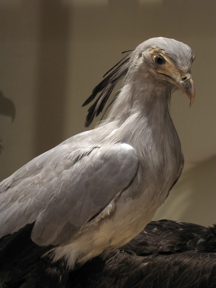 Vänersborgs museum. Afrikanska fågelsalen, sekreterarfågel.