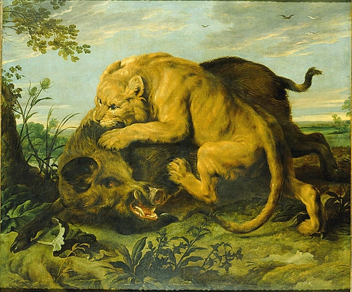 Strid mellan lejon och vildsvin