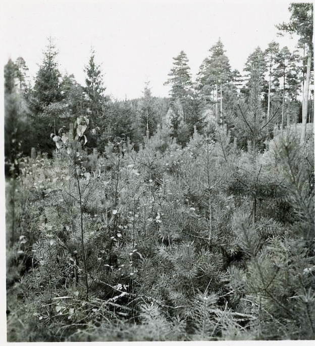 Skogsplantering granar. 8/10 1952.