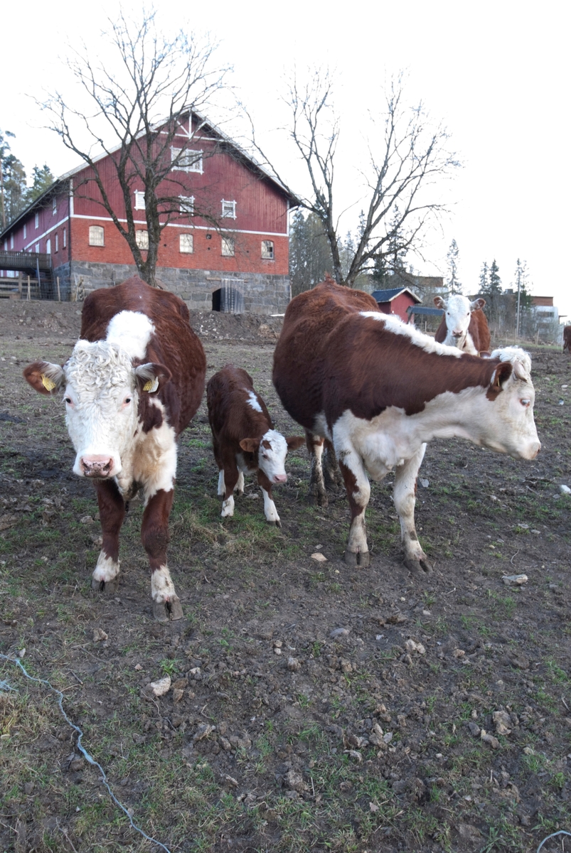 Kyr - to ungdyr på jorde ved gårdsbruk