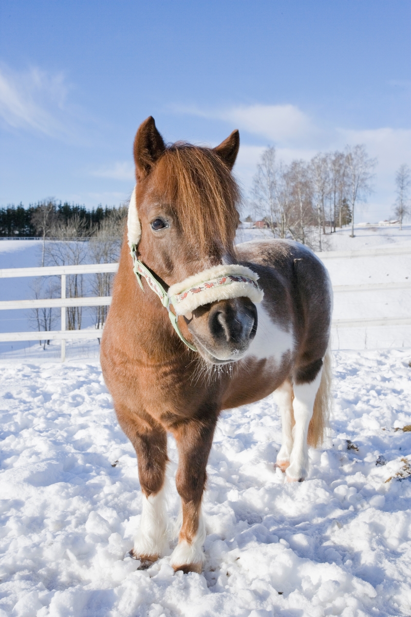 Hest i snøen