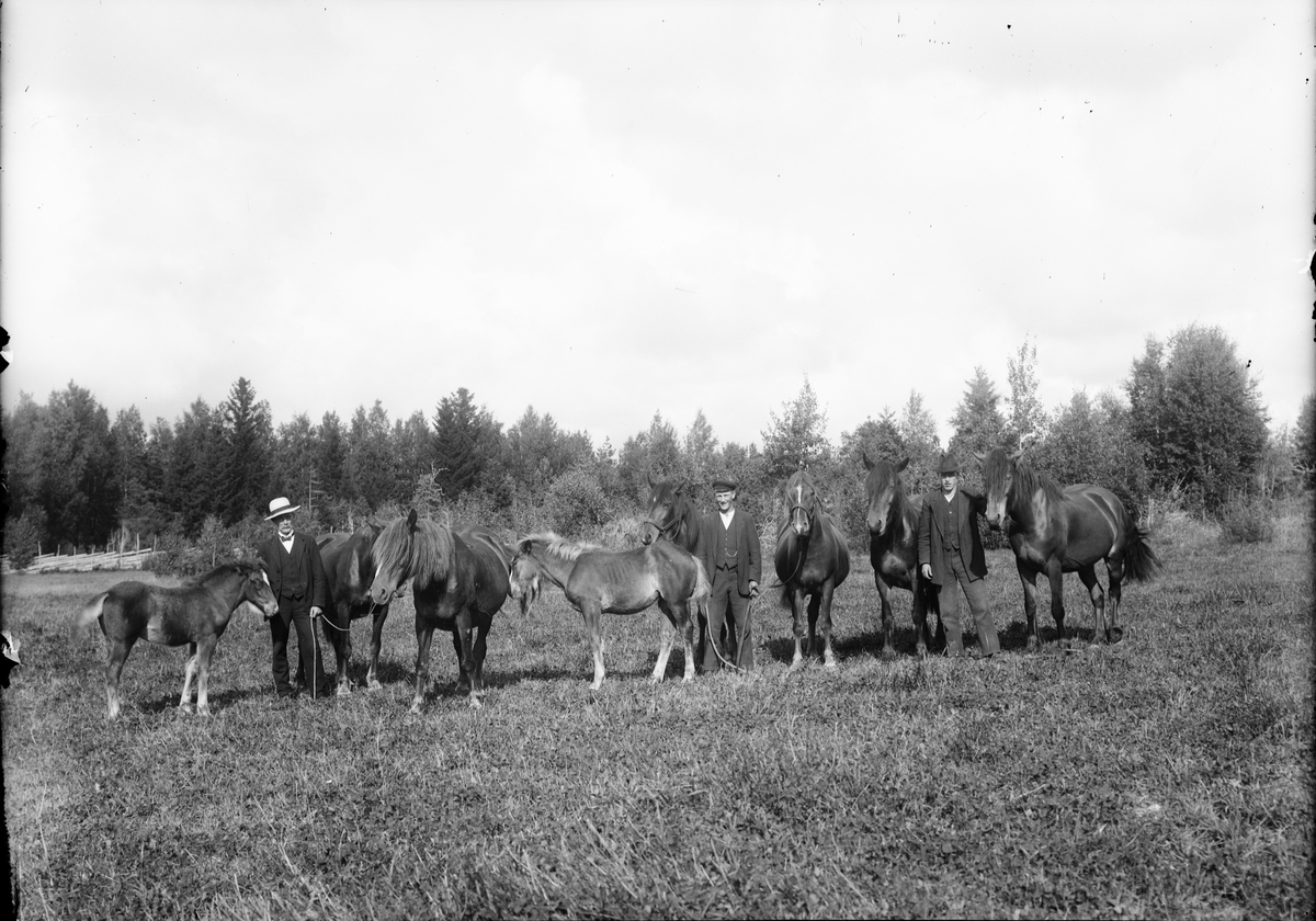 Hästpremiering, Östhammar, Uppland