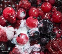 «Lune skogsbær», en av rettene som ble servert på Prestøya u