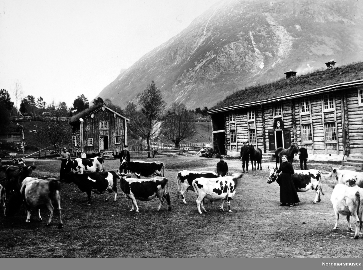 Foto fra gården Vennevold i Sunndal kommune. Her ser vi tunet med dørpryd og stabbur. Vi ser også en flokk med kyr og noen gårdsfolk i forgrunnen. Se også reg. nr. KMb-2007-007.0086. Bildet er fra Nordmøre Museums fotosamlinger.