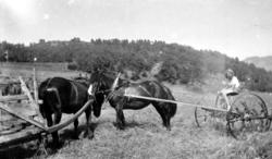 Slåttonn: Hest med plog på store hjul en ukjent plass på byg