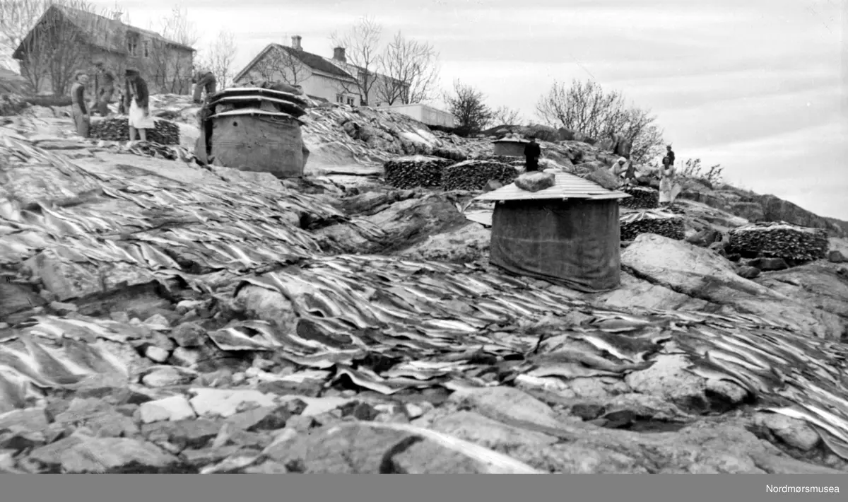 Tørking av klippfisk, trolig i Kristiansund. Fotograf er trolig Georg ...