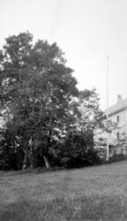 Et stort tre foran et stort bolighus/gårdshus. Bildet er fra