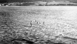 På bildet ser vi barn som bader i Langfjorden, ved Eidsvåg i