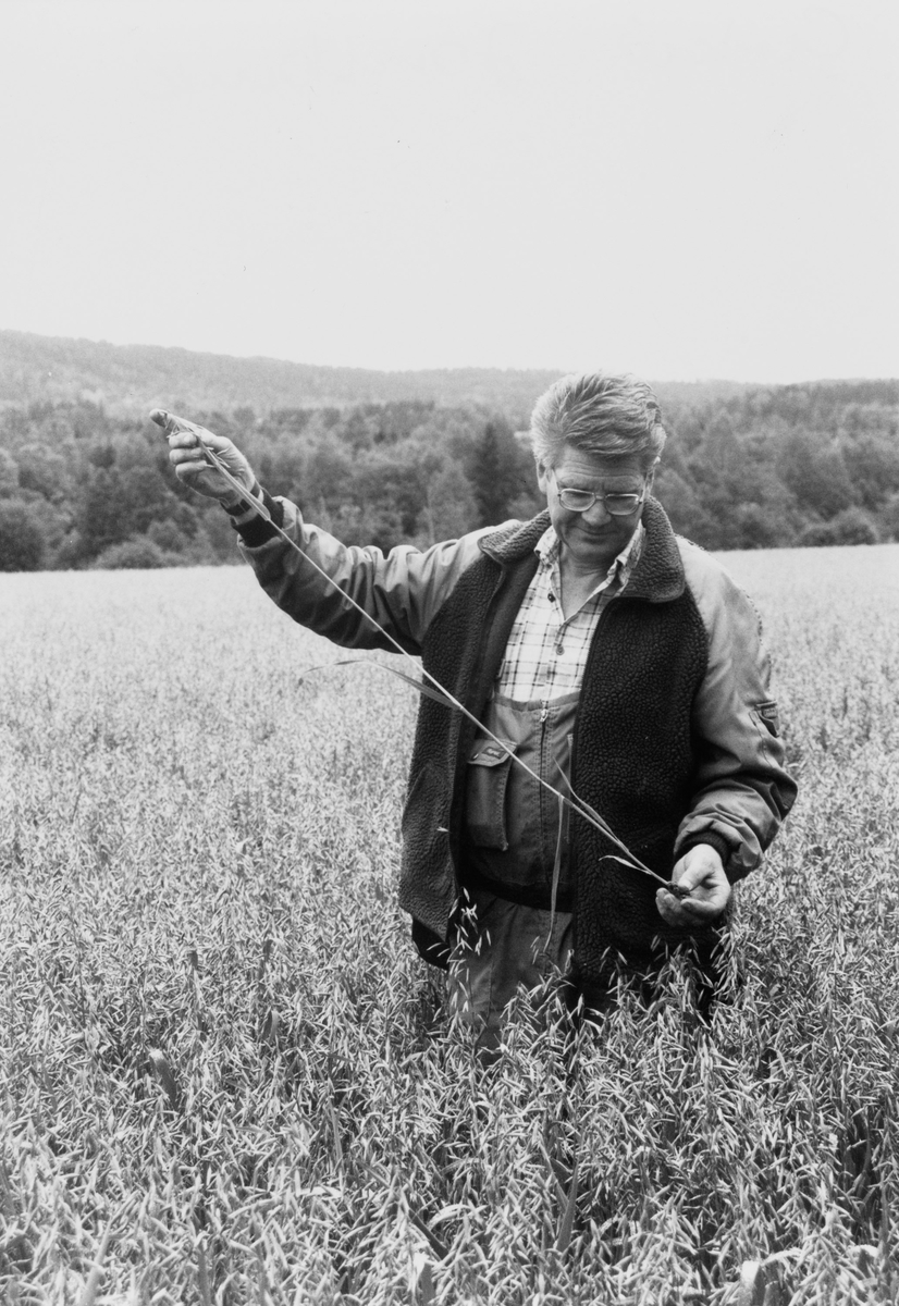 Gårdbruker Erik Monrad-Haslum studerer høstens kornavling på gården Myrer i Hakadal