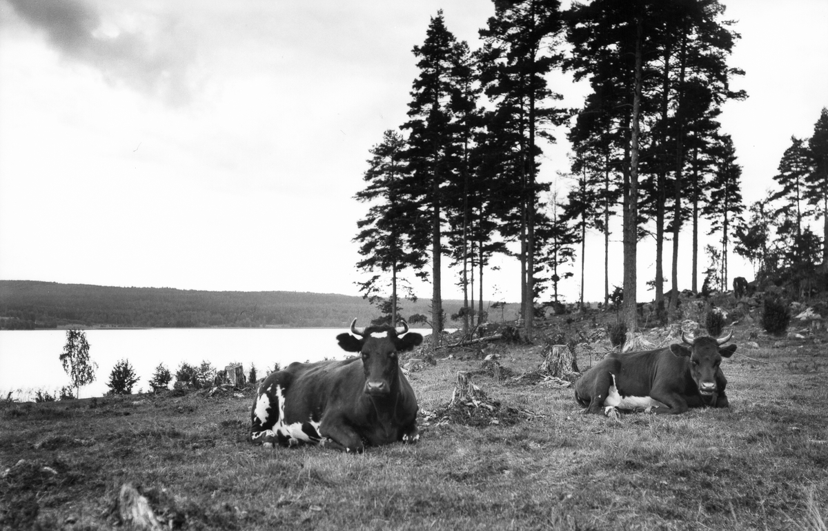 Vilande kor vid sjön Gösken.