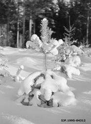 Lite furutre under snødekke.  Fotografiet er tatt på et hogs
