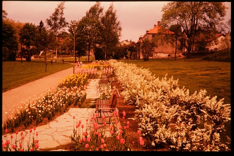 Linnéparken och Björklundska gården, 1956.
