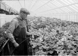 Moums gartneri og blomsterhandel