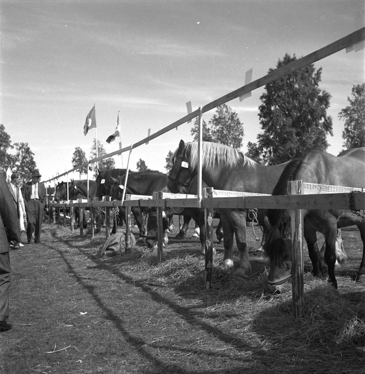Hållnäs Lantbruksutställning. Uppland den 6 augusti 1949