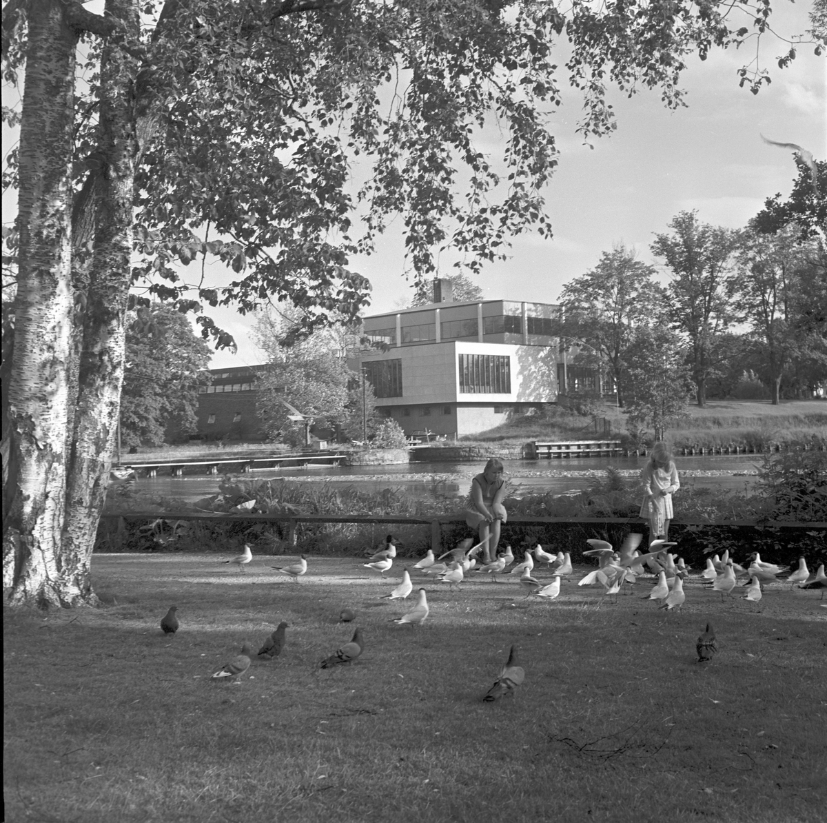 Stadsparken och matar änderna. Vy över Gavleån mot Strömbadet. Strömbadet invigdes september 1960.
