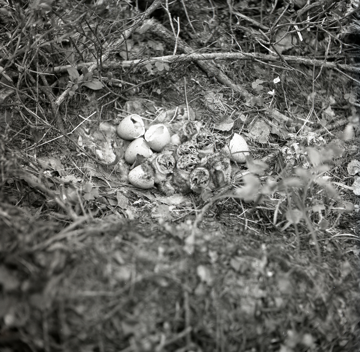 Små duniga fågelungar trycker sig tät intill varandra i fågelboet. Omkring dem ligger trasiga äggskal som ungarna kläckts ur. Fågelboet är placerat i en fördjupning omgiven av grenar och kvistar. Precis under de små fågelungarnas fötter ligger löv och fågeldun.
