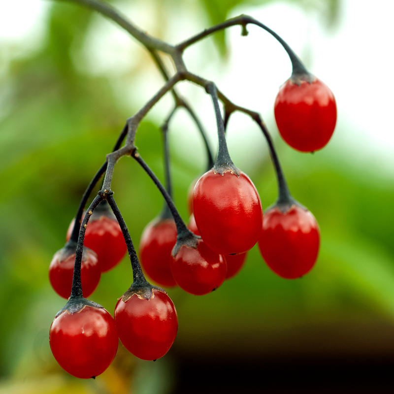 Klase med røde bær som henger ned. (Foto/Photo)