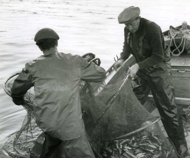 Vittjning av ålbottengarn i Mellanfjärden, Jättendal 15 augusti 1957. Två fiskare i en båt. De drar upp en stor ryssja full med fisk.