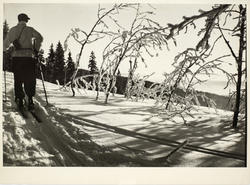 Solglitter over Grefsenkollen