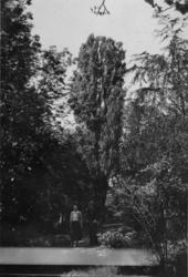 "Livet i urskogen, juni 1937".