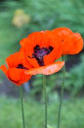 Urter i urtehagen til Norsk Farmasihistorisk Museum