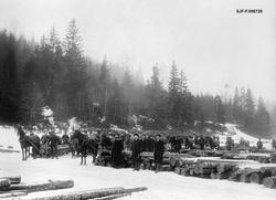 Fra tømmerdrift ved Sanne og Soli Brug i Tune i Østfold, ant