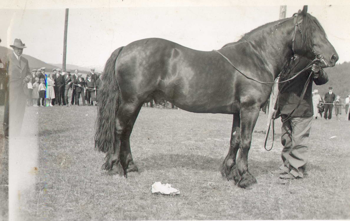 Statshingsten Høvard, dyrskue Målselv 1935