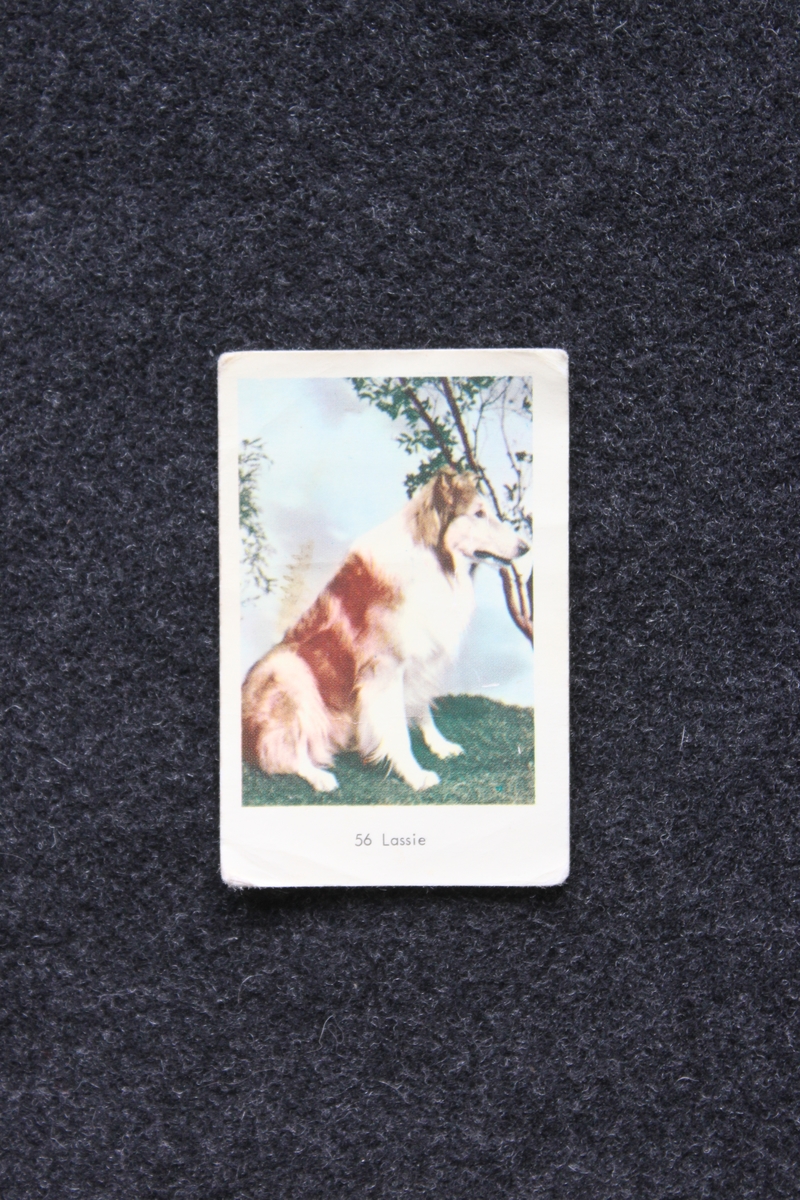 Filmstjärnebild med foto föreställande hunden Lassie