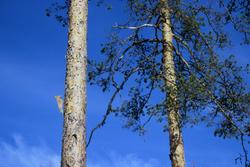 Fengselsfugler (hakkespett) [Skulptur]