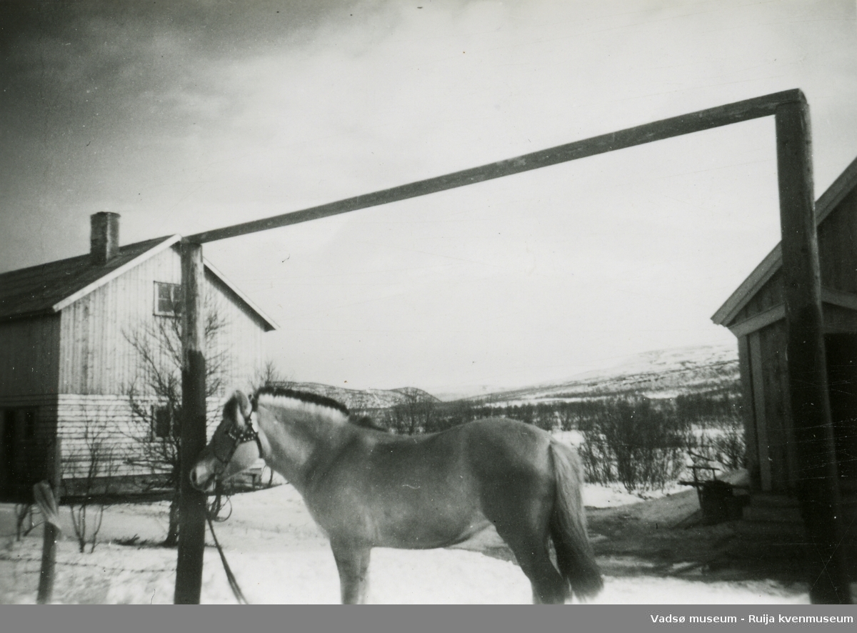 Gårdstun med hest, fjording. Gjenreisingsbeyggelse ca. 1948.