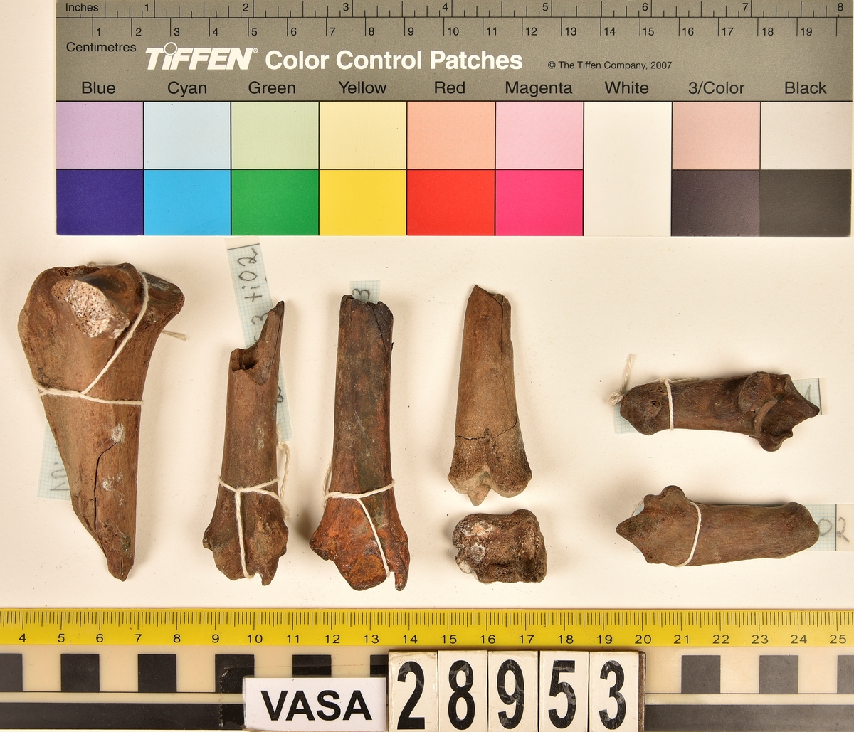 Ben från får/get (Ovis aries/Capra hircus).
2 st. första halskotan (atlas), (en av dem är i två delar).
2 st. delar av andra halskotan (epistropheus).
4 st. halskotor (vertebrae cervicale).
2 st. bröstkotor (vertebrae thoracale).
12 st. revben (costae).
2 st. skulderblad (scapula).
2 st. delar av bäckenben (pelvis).
1 st. överarmsben (humerus).
1 st. nedre ledyta av strålben (distal epifys av radius).
1 st. armbågsben (ulna).
4 st. skenben (tibia).
1 st. nedre ledyta av skenben (tibia).
2 st. hälben (calcaneus).
1 st. kanonben.
1 st. övre del av underkäken (proximal del av mandibula).