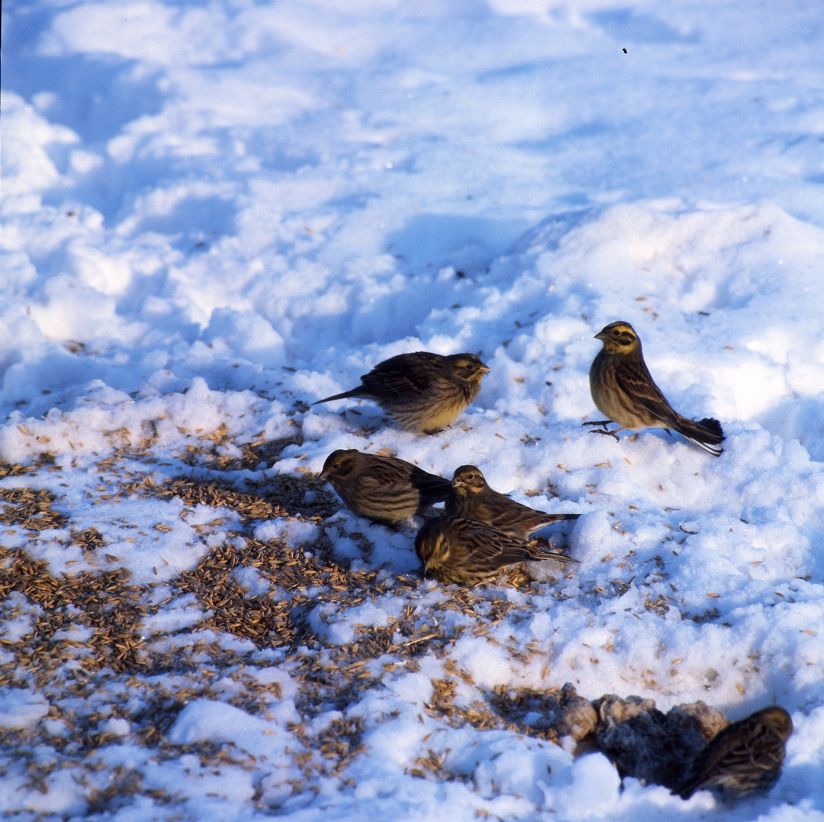 En flock småfåglar sitter på marken i snön och äter frön.
