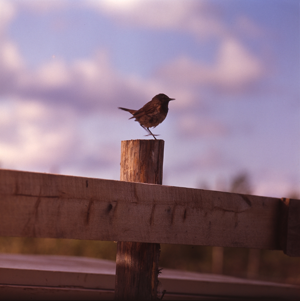 Liten fågel sitter på en staketstolpe. Blå himmel med moln i bakgrunden.