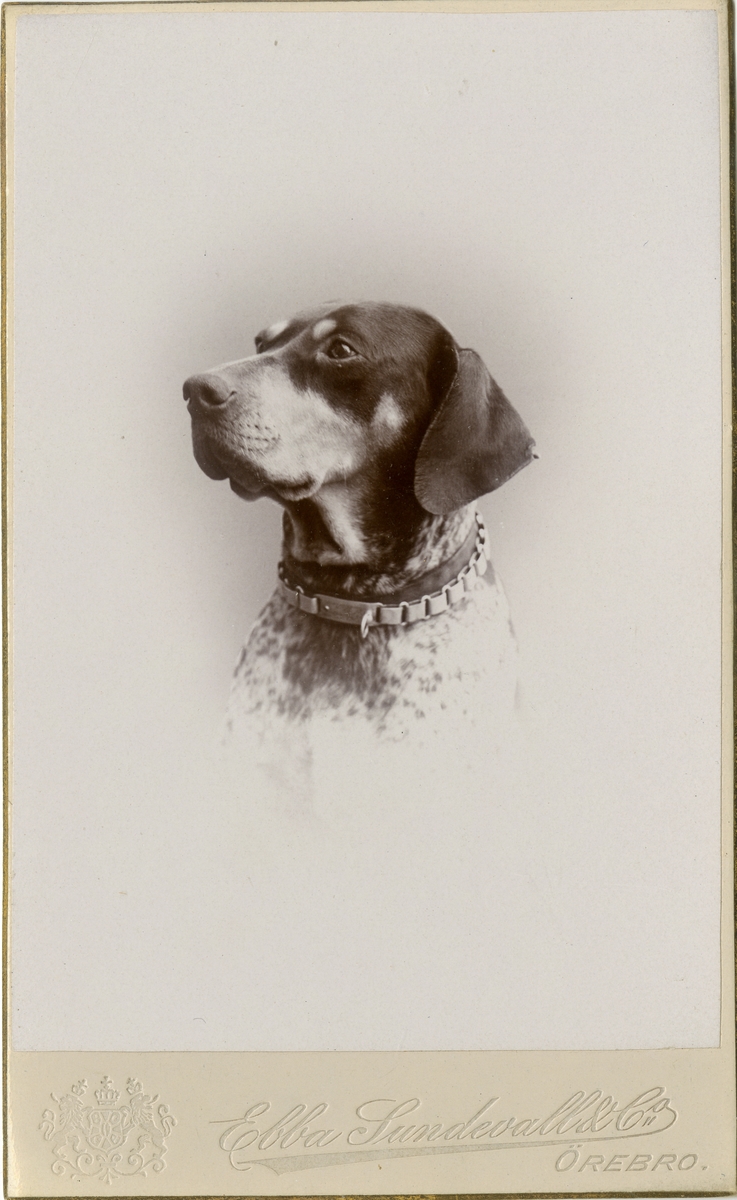 Porträtt av hunden Surran.